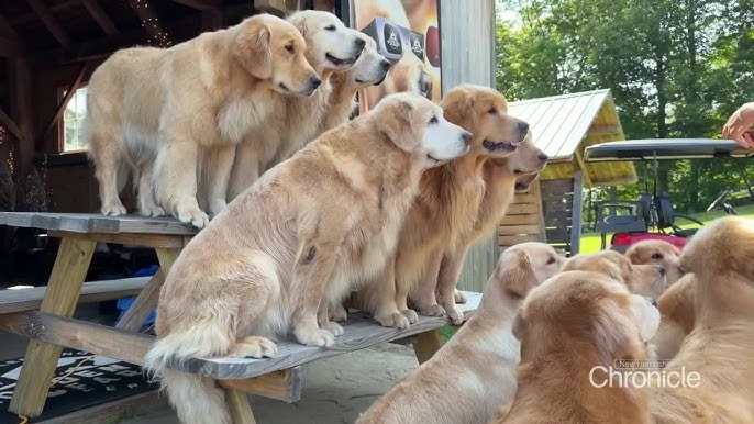 KNUCKLES EVERYWHERE! Frolic with golden retrievers near Stowe, Vermont