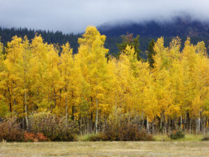 Get your fall foliage fix on the beautiful hike up North Twin Cone Peak, which rises above Kenosha Pass
