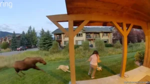 Montana woman uses bear spray to save her 3 dogs from moose ambush, wild video shows