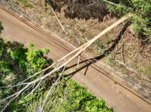 These Trees Wreaked Havoc During Storms. Hawaiʻi Is Fed Up
