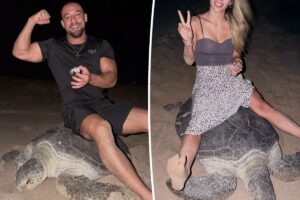 IDIOT ALERT: ‘SCUM OF THE EARTH’ Ukraine tourists ignite international backlash after filming themselves riding egg-laying sea turtle in Oman: MAJOR ASS BACHI!