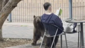 Bear wanders up to man reading book in Aspen: “Gave me a sniff, moved on”
