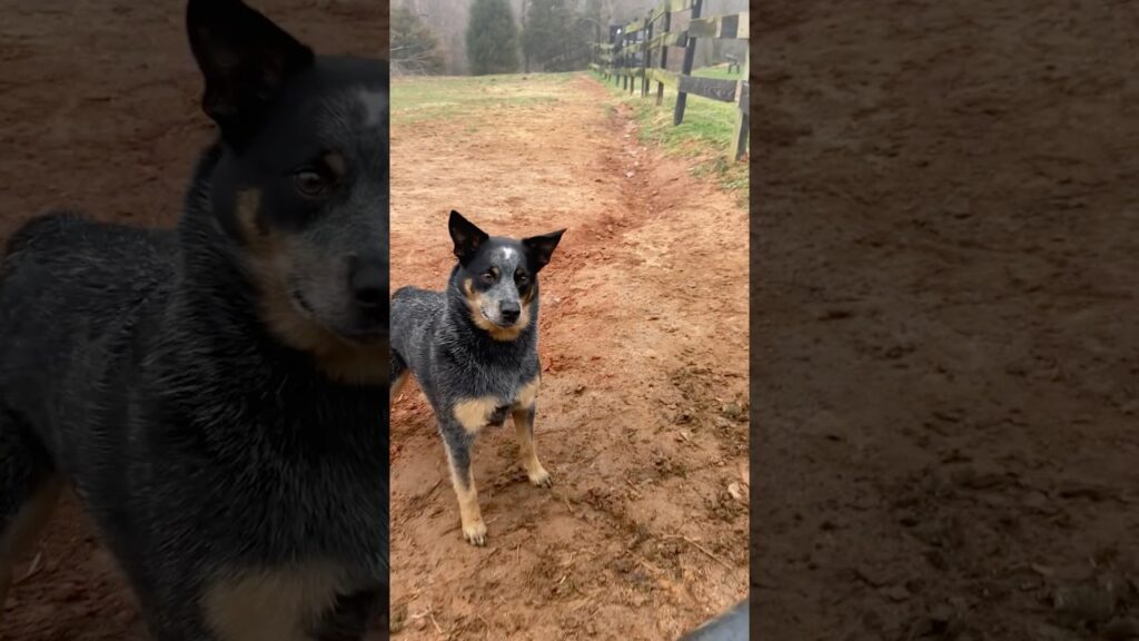 Cattle Dog Digs Her Own Little River