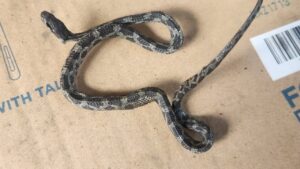 Dead snake found in charcoal bag in East Maui