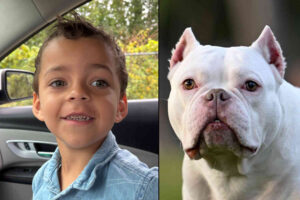 Hey look, the dog that never hurts or kills anyone just killed someone again in Virginia