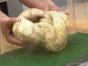 Illegal ball python captured in Waiʻanae