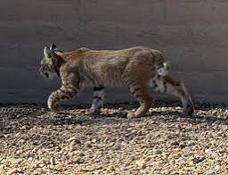 Littleton homeowner gets front row seat to bobcat family in her backyard