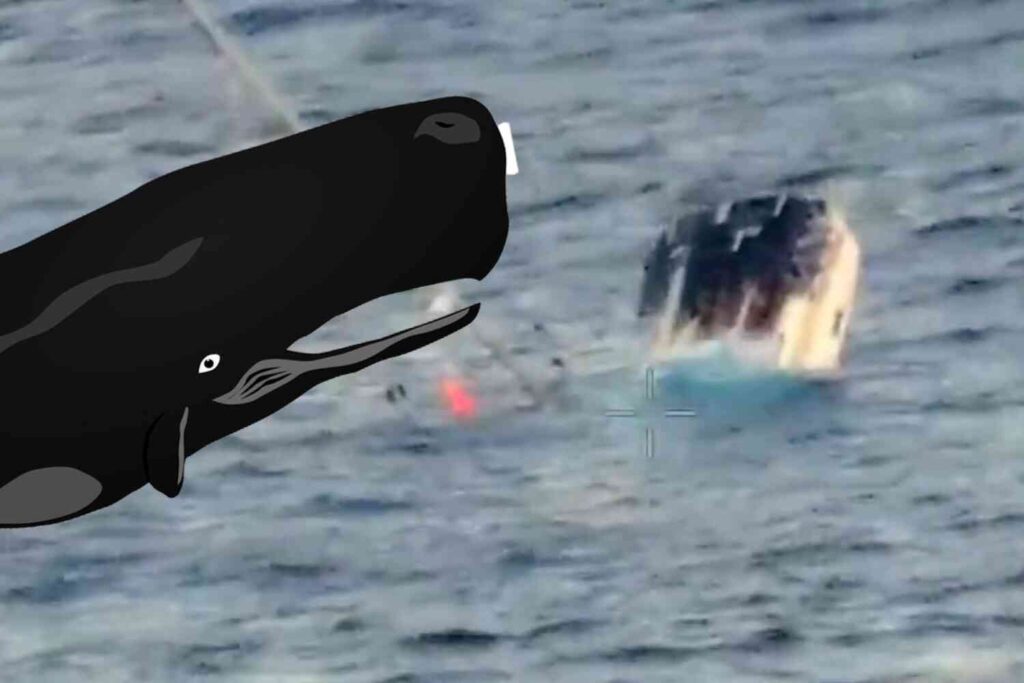 Watch what happens when Moby Dick decides to run into your sailboat