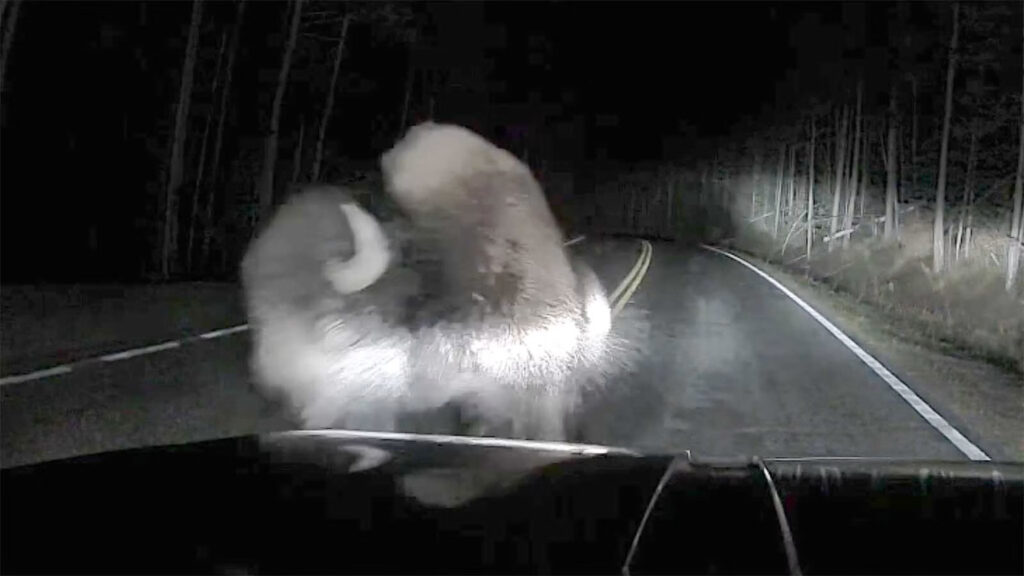 Yellowstone Mechanic Stops So He Doesn’t Hit Bull Bison, Bison Hits Him Anyway