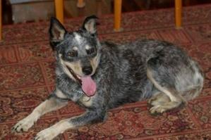 Cattle dog goes overboard off Australia in shark infested waters in November 2008, found 4 months later surviving on island